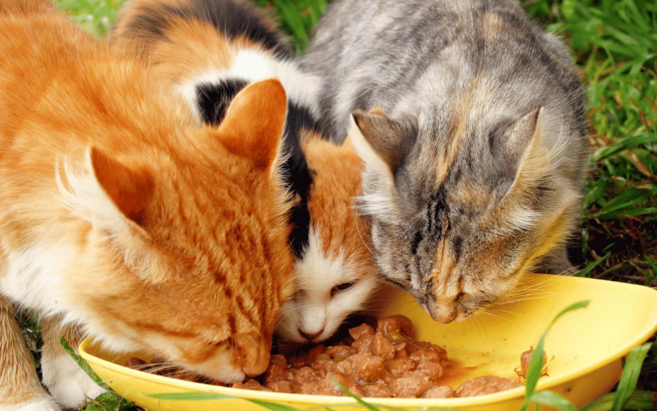 3 chats mangeant de la pâtée pour félin